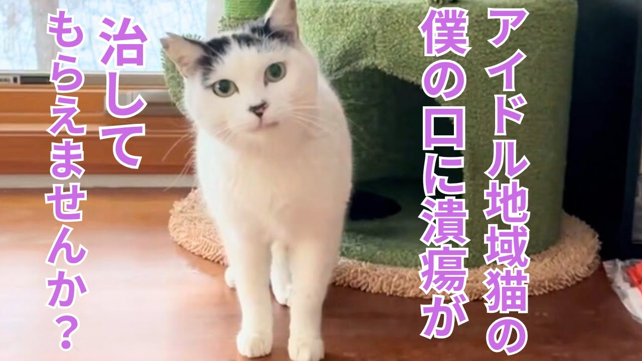 132] From a town idol to a companion in the home ㊗️Is it