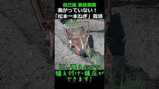 A year of growing green onions] I cultivated a single Matsumoto