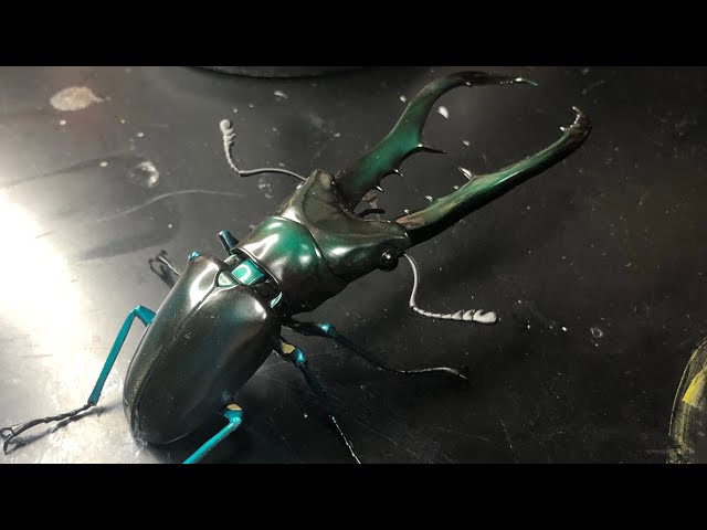 バンダイ いきもの大図鑑 くわがた04 メタリフェルホソアカクワガタ