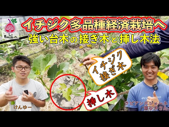 ニッキー品種60種セット！ 本日10時剪定！明日まで！イチジク 穂木