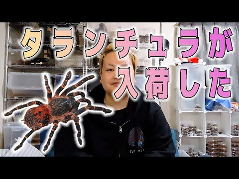 新入荷】巨大種タランチュラがたくさん | 奇蟲屋 榊 - YouTube