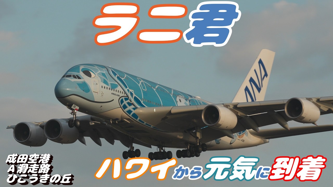 4K】成田空港 ひこうきの丘 ANA超巨大旅客機エアバスA380 ラニ君