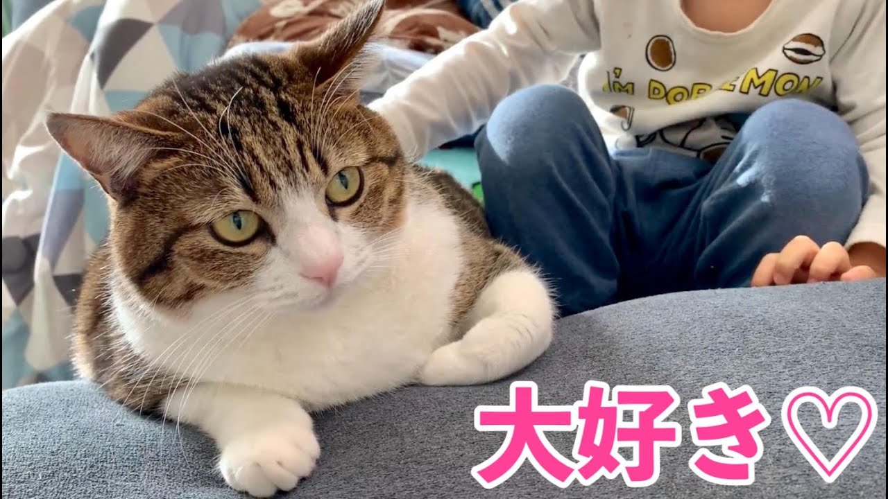 猫好き男子に成長中の2歳の男の子。vol.420 - YouTube