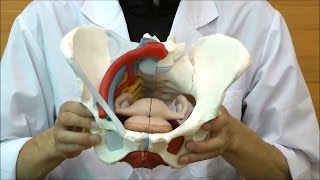 64-9715-18 女性骨盤 内臓・骨盤底筋付 6分解モデル （3B Smart