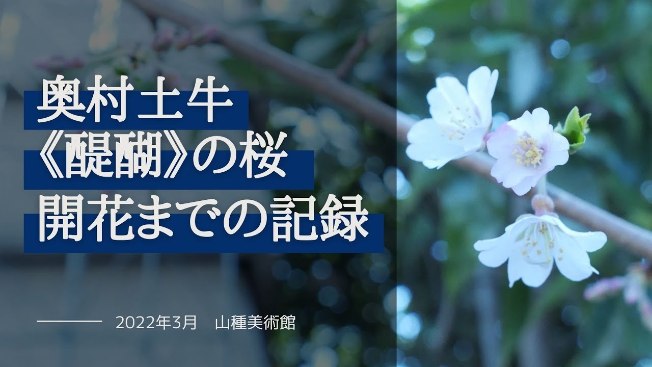 桜咲く美術館 ー「奥村土牛《醍醐》の桜」開花と関連情報のご案内ー