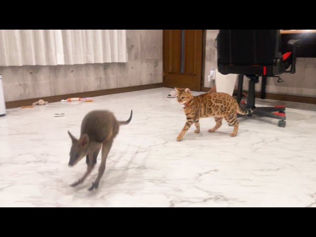 カンガルーの赤ちゃんヤンチャになってきました！ - YouTube