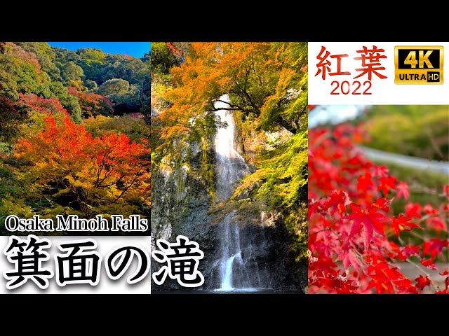4K JAPAN】大阪 箕面の滝（Osaka Minoh Falls）｜紅葉 2022｜11月中旬