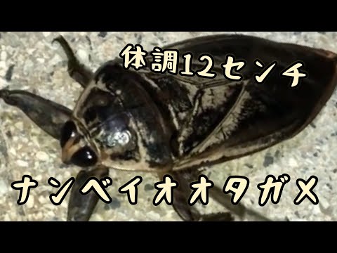 水生昆虫界最強 最大 南米オオタガメは空も飛ぶ！ トトドラもびっくり
