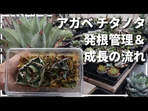 アガベ チタノタの簡単な発根方法と発根後の育成方法 - YouTube