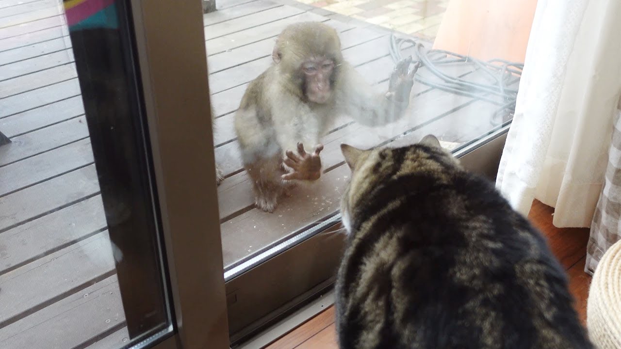 サルのイタズラにも動じないねこ。-Maru doesn't get fazed by