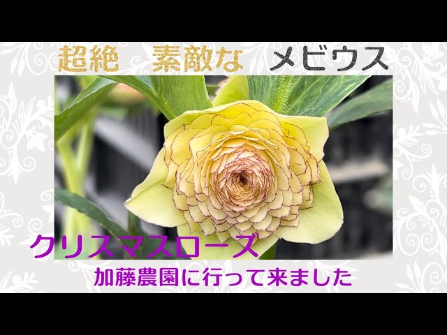 超絶素敵なクリスマスローズ メビウス 加藤農園さん - YouTube