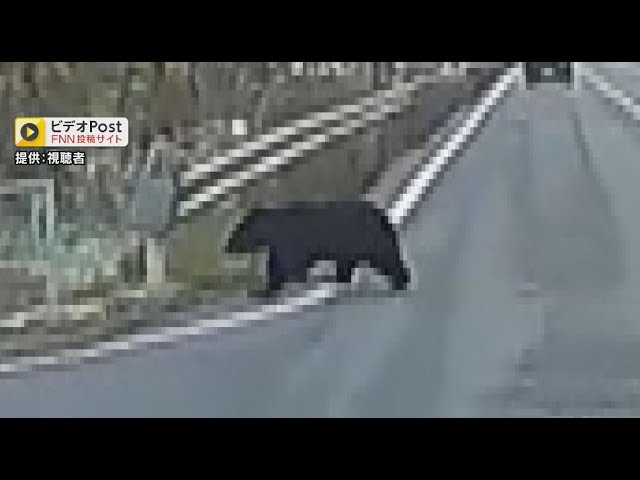 Bear spotted in residential area during children's commute to