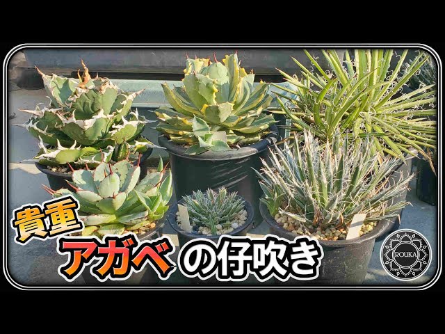 Agave/Baby] A precious baby agave has appeared! [Agave] [Succulent