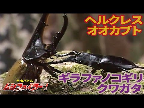 公式】ギラファノコギリクワガタ vs ヘルクレスオオカブト（ヘラクレス