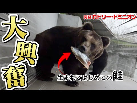 Brown bear's behavior after being given salmon for the first time