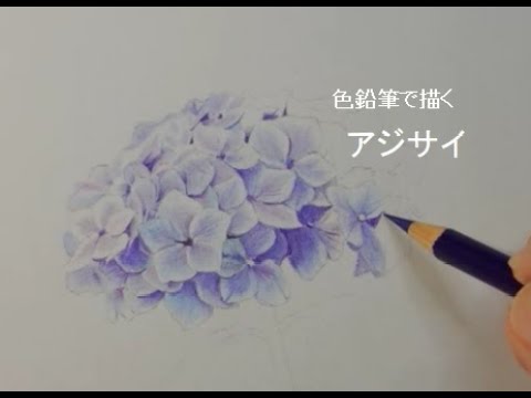 色鉛筆画】アジサイを8色の色鉛筆で描いてみました How to draw