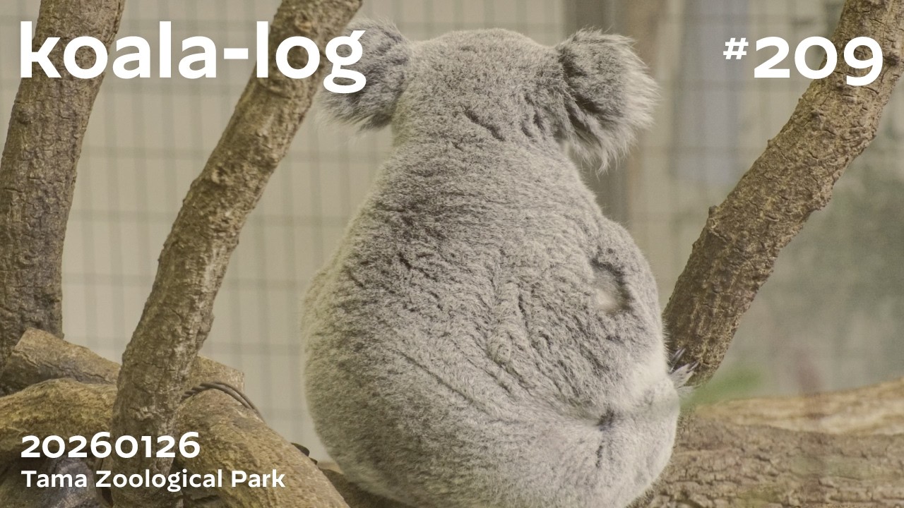 koala-log] コアラログ #209 多摩動物公園 260126 🐨 - YouTube