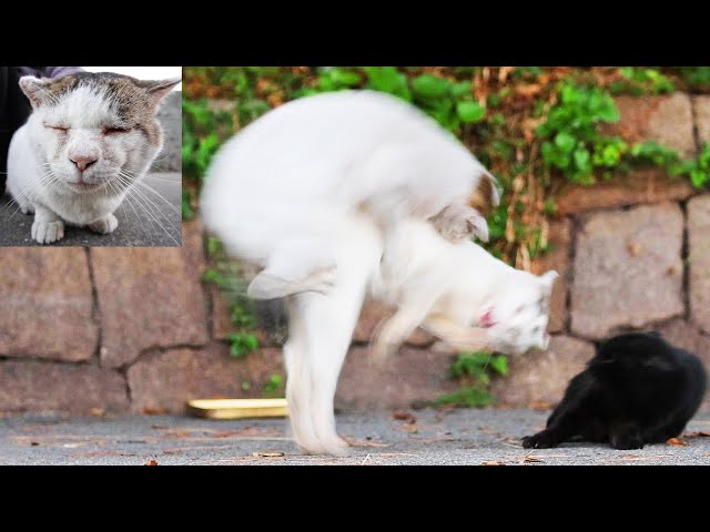 Impressed cat video of a stray cat that has been played 72.21