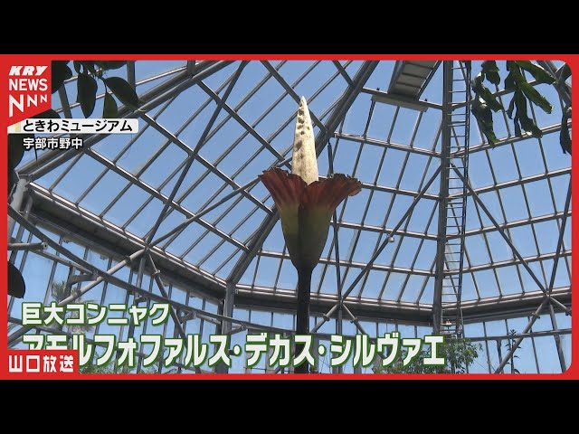 The biggest in Japan!? 