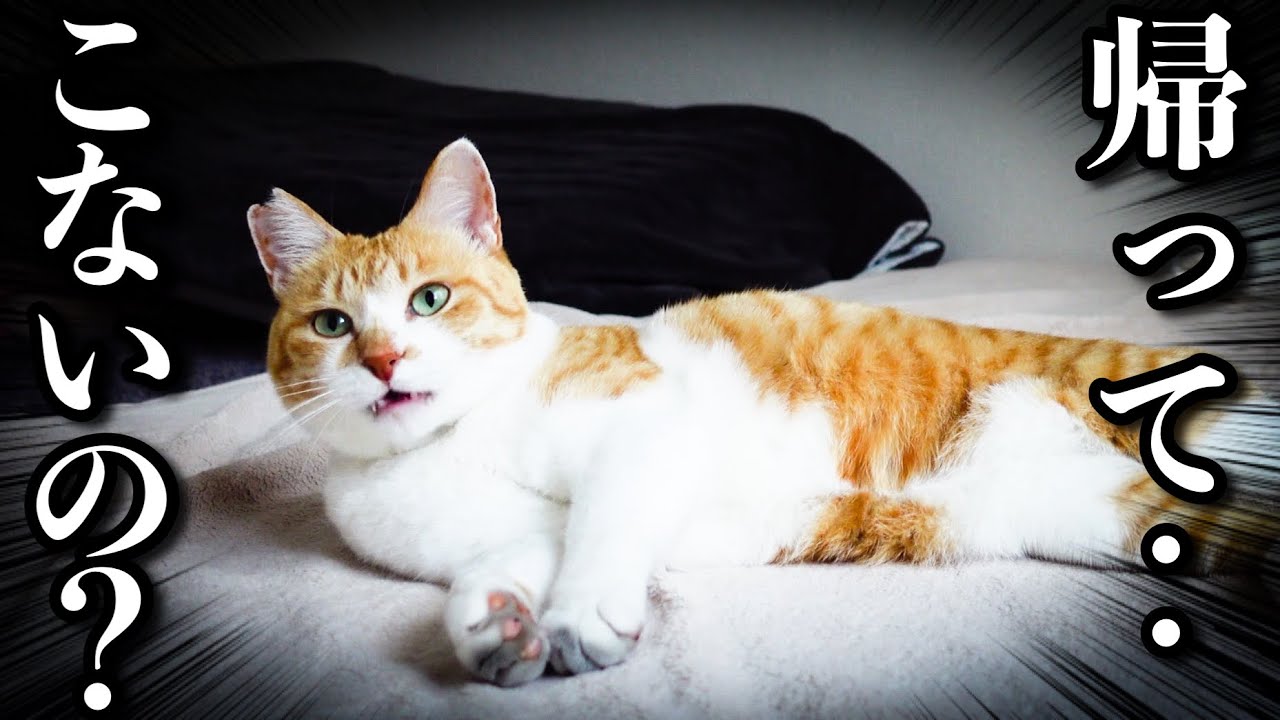 Hidden Camera: Watch How a Cat Spends Time Home Alone! - YouTube