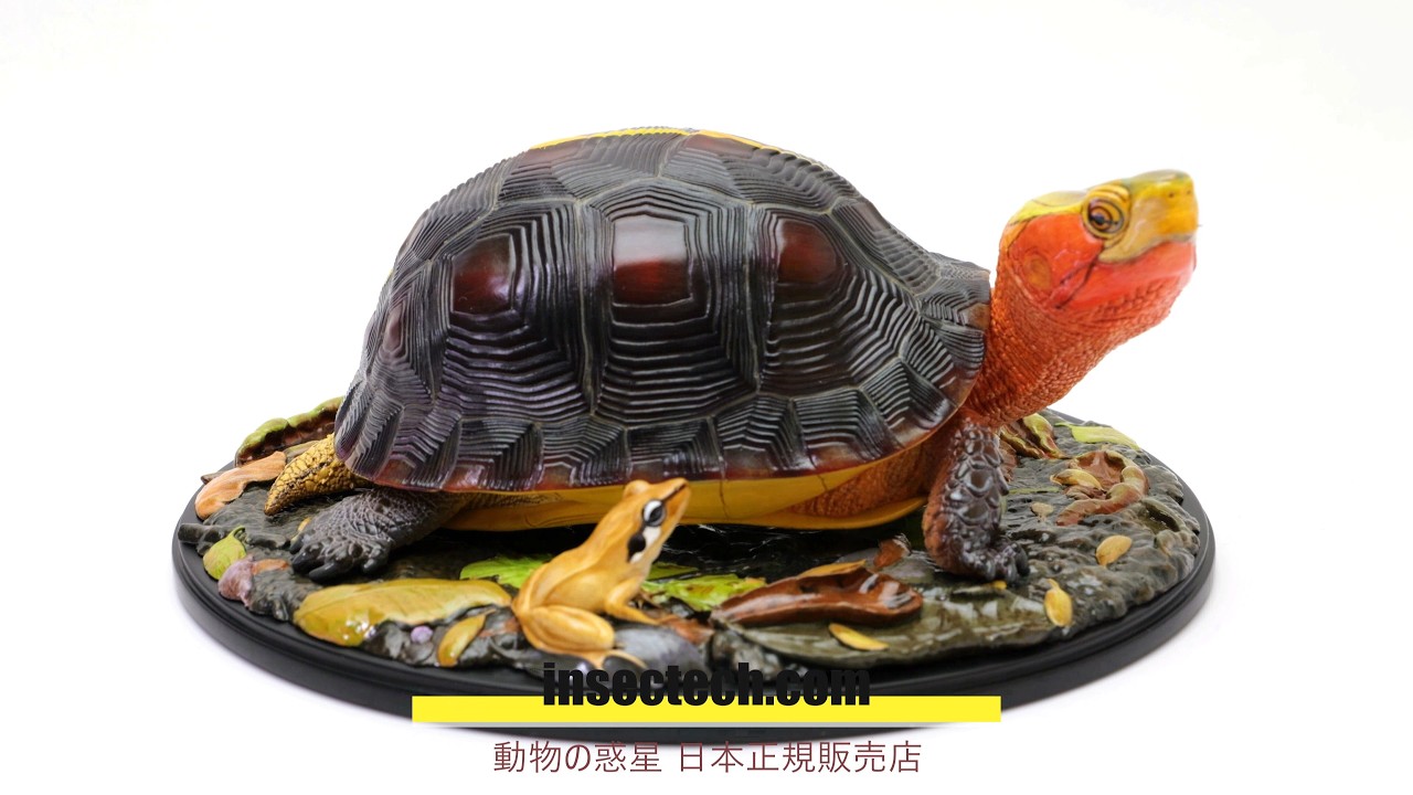 動物の惑星】「シークレット」シロクチニシキヘビ Leiopython