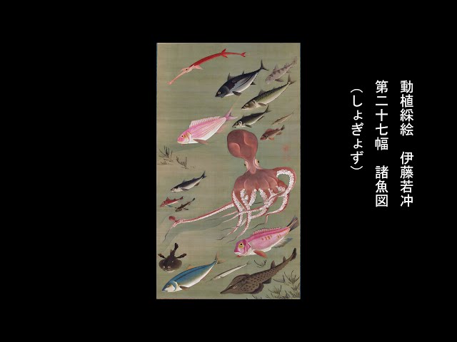 動植綵絵 伊藤若冲 「第二十七幅 諸魚図（しょぎょず）」 - YouTube
