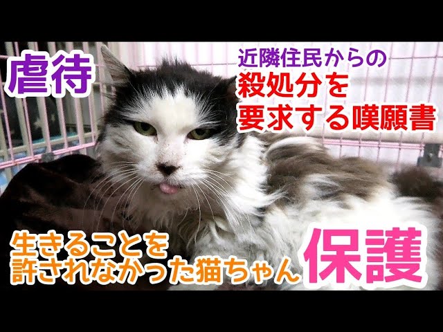 殺処分の嘆願書】【虐待】老猫ゆきちゃんの保護に同行させていただき