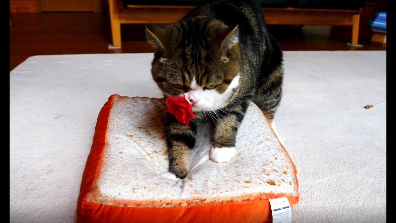 食パンをこねるねこ。-Maru kneads white bread.- （動画） | 私信