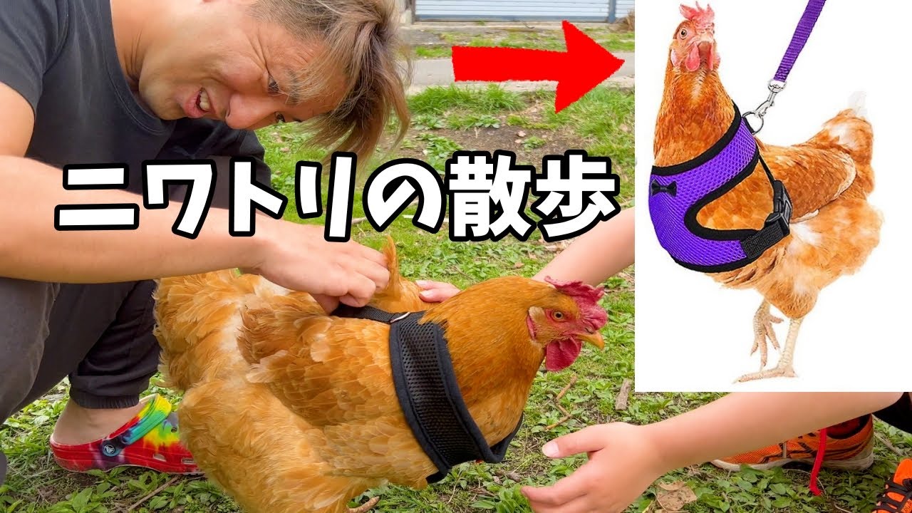検証】にわとり用リードで、本当に散歩ができるのか？ 田舎暮らし 天草