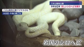 巳年にちなみシロヘビ展示 干支引継ぎ式も 仙台市の八木山動物公園