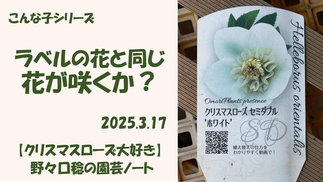 2025.3.17 ラベルの花と同じ花が咲くか？ - YouTube