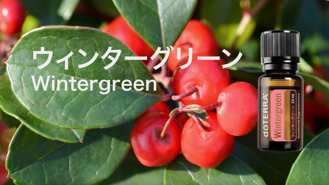 ドテラ正規品 オレガノ・シトラスブリス・ウィンターグリーン 15ml 3本