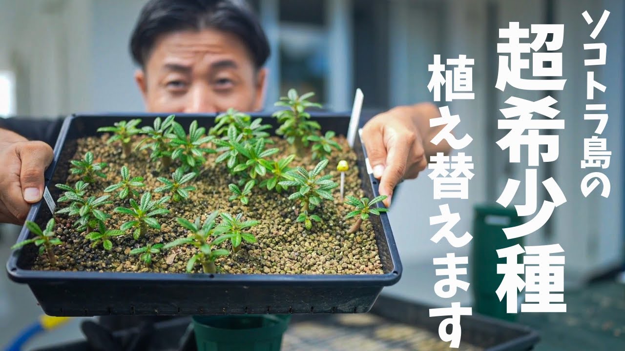 超希少種】ドルステニアギガスの実生 - YouTube