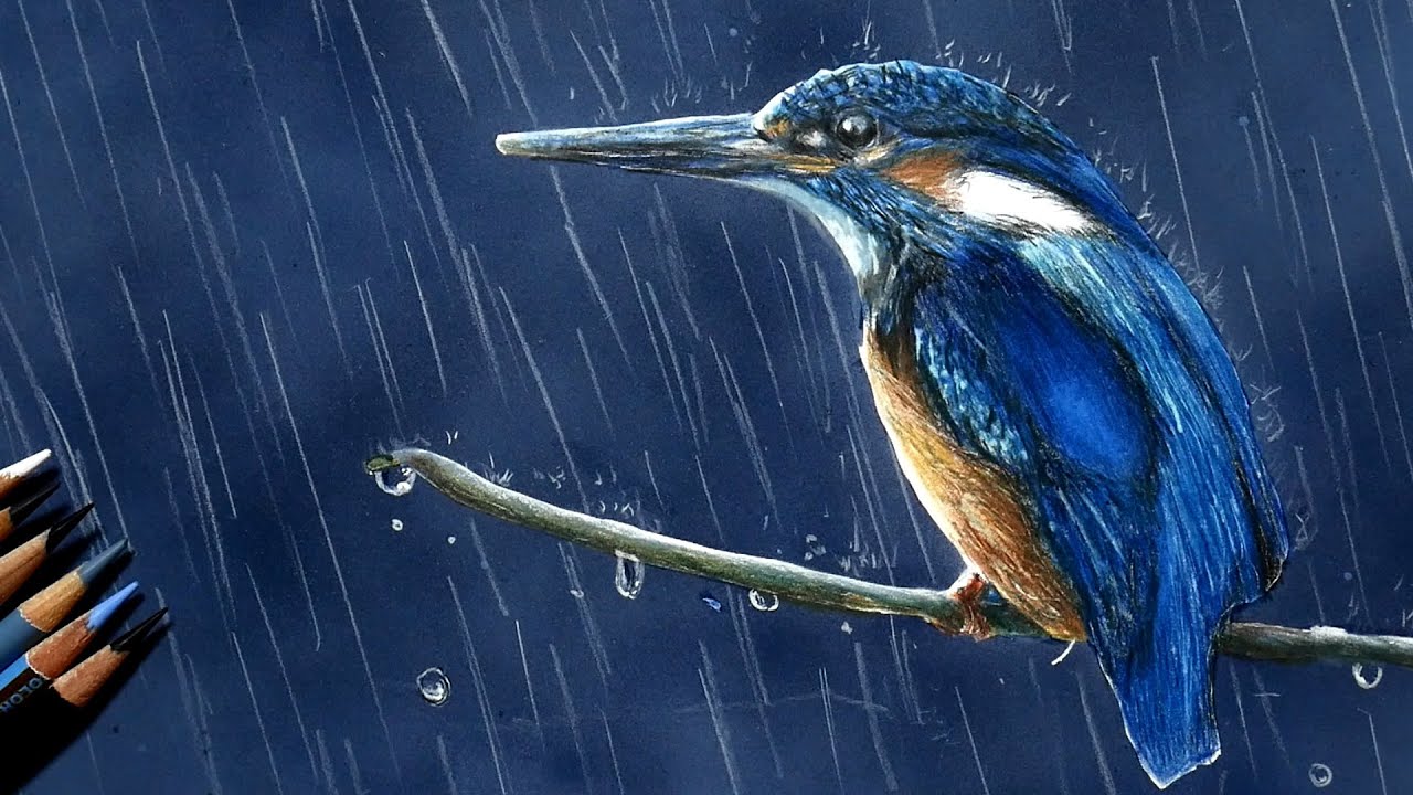 Realistic colored pencil drawing of a kingfisher in the rain