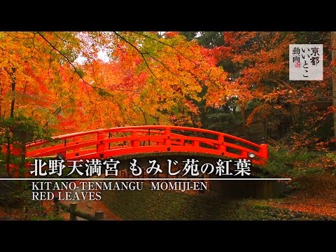 北野天満宮 もみじ苑の紅葉 Kitano-Tenmangu / 京都いいとこ動画 - YouTube