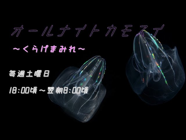 オールナイトカモスイ ～くらげまみれ～ #233 カブトクラゲ - YouTube