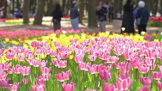 ひたち海浜公園】チューリップ （2025年撮影）［4K］｜【Hitachi