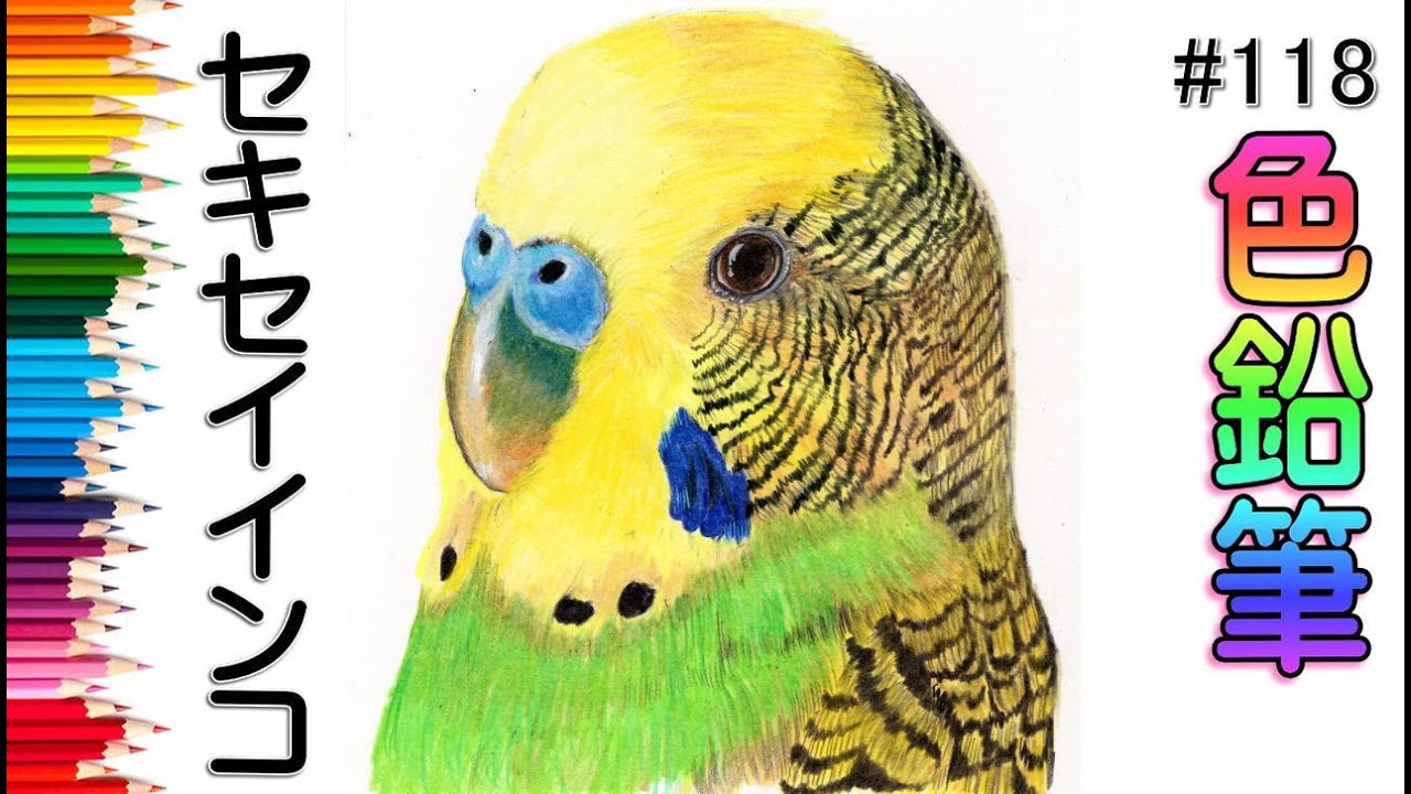 セキセイインコ・ノーマル【色鉛筆画】イラスト 絵画 colored