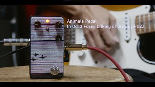 3/5(木)16:00までエフェクターポーチ付属】Animals Pedal In Oct,3