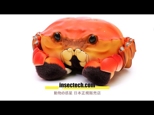 動物の惑星】中秋限定 シャンハイガニ 動物の惑星】中秋限定