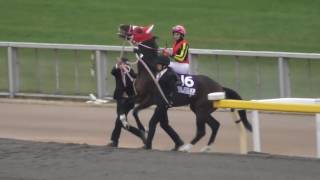 第36回 ジャパンカップ 全馬単勝馬券 キタサンブラック JRA