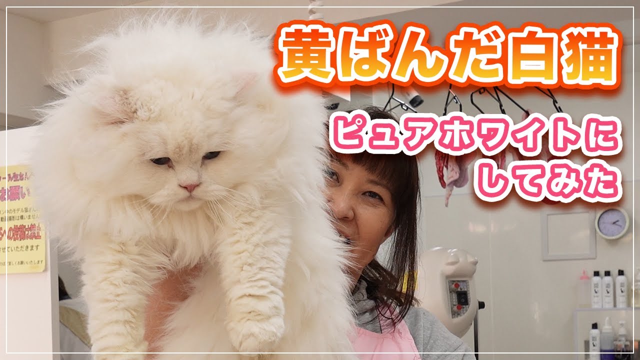 アーサーちゃん】保護猫出身の白猫ちゃんボサボサになってしまったので