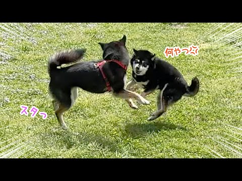 もにまるず しばいぬ 黒 豆しばL(黒) | adachiya NET