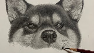 鉛筆画 柴犬(黒柴) 制作動画 Pencil Drawing - YouTube