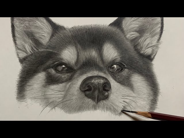 鉛筆画 柴犬(黒柴) 制作動画 Pencil Drawing - YouTube