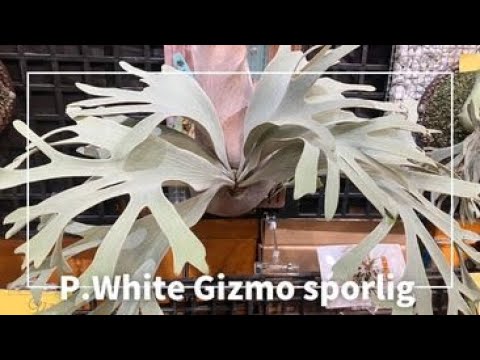 P.White Gizmo sporling. ビカクシダ ホワイトギズモのコルク付け