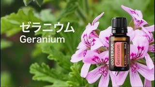 ゼラニウム - YouTube