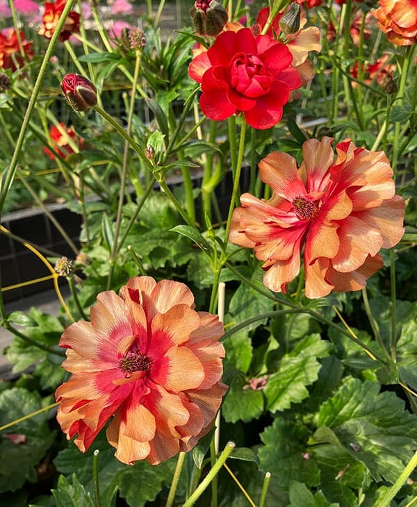 園芸ネット本店｜ラナンキュラス：ラックス ハデス3.5-4号ポット の