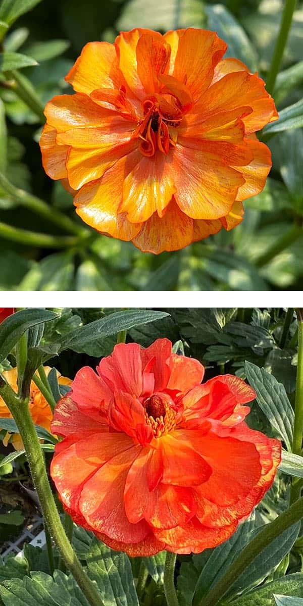 園芸ネット本店｜ラナンキュラス：ラックス ミノアン5号鉢植えカゴ入り