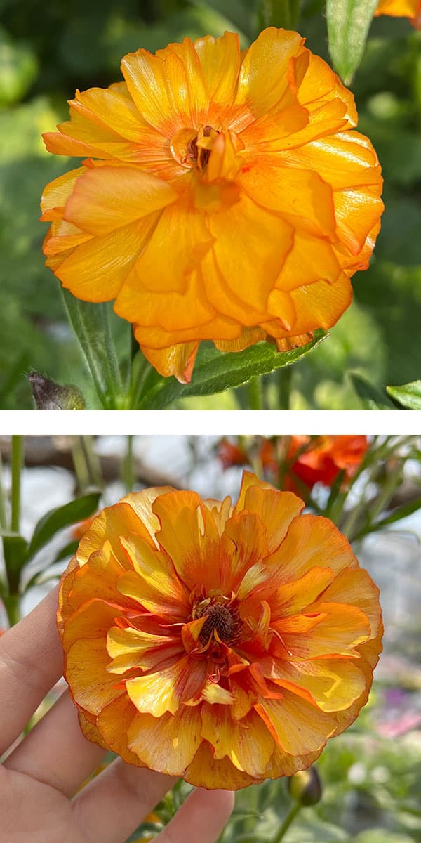 園芸ネット本店｜ラナンキュラス：ラックス ミノアン4号鉢植え の通販